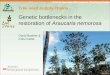 Forest Genetic Resources Training Guide Tree seed supply chains Genetic bottlenecks in the restoration of Araucaria nemorosa David Boshier & Chris Kettle