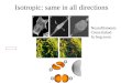 Neurofilaments Cross-linked In frog axon Isotropic: same in all directions