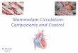 Mammalian Circulation: Components and Control AP Biology Unit 6