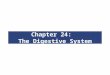 Chapter 24: The Digestive System. Organisms  Need to acquire nutrients from environment Metabolism  Anabolism  Uses raw materials to synthesize essential