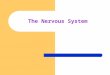 The Nervous System. Neurons: specialized cells of the nervous system. 3 major regions: – 1) Dendrites: receive signals from other neurons – 2) Cell Body:
