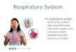 Respiratory System The respiratory system is the body system that provides body cells with oxygen and removes carbon dioxide that cells produce as waste