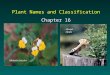 Plant Names and Classification Chapter 16 Mimulus bicolor Upupa epops