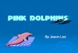By Jason Lee. What Are Pink Dolphins? Pink dolphins (Sousa chinensis ¸­è¯ç™½µ·è± ) also known as Chinese White Dolphins or Indo-Pacific Humpback Dolphins are