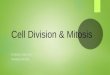 Cell Division & Mitosis RUSSELL BIOLOGY RHODES AP BIO
