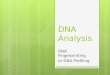 DNA Analysis DNA Fingerprinting or DNA Profiling 1