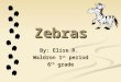 Zebras By: Elise R. Waldron 1st period 6th grade