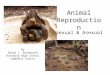 Animal Reproduction Sexual & Asexual By Diana L. Duckworth Rustburg High School Campbell County