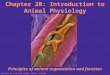 Chapter 20: Introduction to Animal Physiology Principles of animal organization and function Lecture by Jennifer Lange, Chabot College