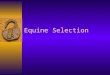 Equine Selection. Selecting Horse Based on Purpose  Pleasure- Horses kept for trail riding and the joy of horse ownership.  Breeding- Horses kept for