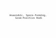 Anaerobic, Spore-forming, Gram-Positive Rods. Clostridium - anaerobic, gram-positive rods capable of forming endospores (1) presence of endospores, (2)