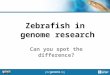Zebrafish in genome research Can you spot the difference?