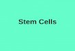 Stem Cells. What are Stem Cells? Stem Cells: Cells that do not yet have a specific function or job in the organism