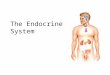 The Endocrine System. 2 Overview of the Endocrine System  System of ductless glands that secrete hormones  Hormones are “messenger molecules”  Circulate