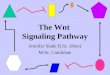 The Wnt Signaling Pathway Jennifer Slade B.Sc. (Hon) M.Sc. Candidate