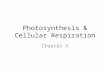 Photosynthesis & Cellular Respiration Chapter 9. The Need for Energy (9.1) All organisms need ENERGY Plants (autotrophs) obtain energy from the sun Other