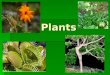 Plants. Plant Adaptations ADAPTING TO LAND Plants moved from water to land -adaptations to survive this new and strange environment. -adaptations to