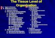 The Tissue Level of Organization A. Types of tissues B. Epithelial tissues B. Epithelial tissues 1. General features 1. General features 2. Covering and