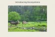 Introducing Ecosystems. Ecosystem: all the living organisms in an area and their non-living environment