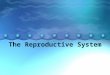 The Reproductive System. Why do we have a reproductive system? 1. To produce hormones that regulate growth, development and sexual behavior 2. To produce