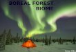 Avery Gilks. The average temperature in the boreal forest ranges from 5 degrees Celsius to - 5 degrees Celsius. These forests receive anywhere from 20cm