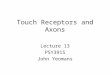 Touch Receptors and Axons Lecture 13 PSY391S John Yeomans