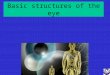 Basic structures of the eye. Learning Objectives Basic Visual Optics Identification of the major anatomical structures of the eye Functions of structures