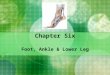 Chapter Six Foot, Ankle & Lower Leg. Anatomy The foot is the site of some of the most debilitating conditions suffered by athletes. Include: Blisters