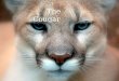The Cougar Nicole Davis. C OUGAR F ACTS Run up to forty-three miles per hour. Jump twenty feet from a standing position, and leap sixteen feet vertically