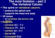The Axial Skeleton – part 2 The Vertebral Column The spine or vertebral column: –protects the spinal cord –supports the head and body 26 bones: –24 vertebrae,
