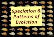 * * Speciation & Patterns of Evolution. * Explain how the isolation (physical or genetic) of populations can lead to speciation. * Objectives
