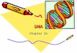DNADNA Chapter 25 Discovery of DNA Function A. Discovery of DNA 1. first isolated from cells in 1868 2. unknown function B. Griffith Experiments (1928)