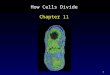 1 How Cells Divide Chapter 11. 2 Outline Cell Division in Prokaryotes Discovery of Chromosomes Structure of Chromosomes Phases of the Cell Cycle Interphase