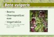 Beta vulgaris Beets Chenopodiaceae Vegetable  00/ beets.htm