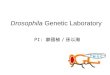 Drosophila Genetic Laboratory PI: 廖國楨 / 孫以瀚. Information a. Books  Drosophila: A laboratory handbook  The genome of Drosophila melanogaster  The development