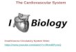 The Cardiovascular System CrashCourse Circulatory System Video 
