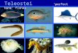 Teleostei ‘perfect bone’ fishes. Speciose : ~ 24,000 spp. 38 Orders; 426 Families 4 major subdivisions (Chapter 14; Helfman et al. 1997; p.222 and 223;