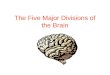 The Five Major Divisions of the Brain. Forebrain Telencephalon Diencephalon Midbrain Mesencephalon Hindbrain Metencephalon Myelencephalon