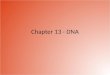 Chapter 13 - DNA. DNA Within the nucleus of almost all of your cells 46 DNA molecules or chromosomes contain approx. 20-25000 genes. These genes act as