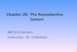 Chapter 28: The Reproductive System BIO 211 Lecture Instructor: Dr. Gollwitzer 1