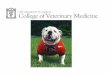 “The University of Georgia College of Veterinary Medicine, founded in 1946, is dedicated to training future veterinarians, providing services to animal