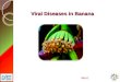 Viral Diseases in Banana Next. Major Viral Diseases in Banana  Kootaivazhai in Poovan  Bract Mosaic  Bunchy Top  Streak Next Previous End