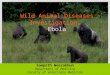 Wild Animal Diseases Investigation: Ebola Sompoth Weerakhun Department of Medicine Faculty of Veterinary Medicine