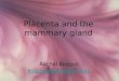 Placenta and the mammary gland Rachel Boggus Boggusrl@email.uc.edu