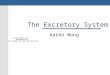 The Excretory System Aaron Wong. What does it do? Every cell produces metabolic wastes such as: Salt Carbon dioxide Urea (toxic compound produced when