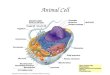 Animal Cell. Plant Cell Cell Membrane – outer boundary –In plants & animals –Structure: Phospholipid bilayer –hydrophilic heads, hydrophobic tails Contains