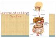 Gastrointestinal System. What is the Gastrointestinal System? Digestion  Mechanical and chemical breakdown of foods and the absorption of nutrients Mechanical
