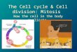 The Cell cycle & Cell division: Mitosis How the cell in the body replicate