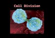 Cell Division. Cell Types 1.Body Cells (Somatic Cells): All the cells of your body – except the sex cells. 2.Sex Cells – sperm, eggs – (Gametes): The