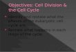 Identify and restate what the phases of the eukaryotic cell cycle are.  Restate what happens in each stage of the cycle